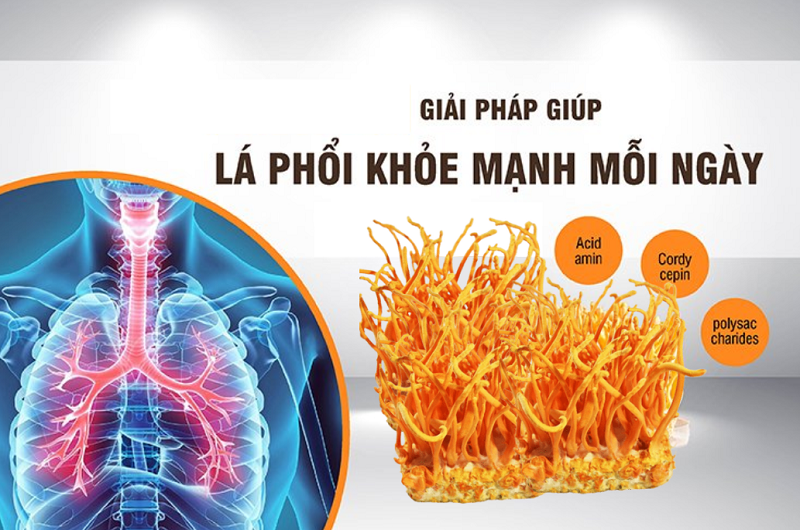 Đông trùng hạ thảo làm giảm nguy cơ mắc bệnh về phổi