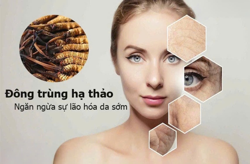 Đông trùng hạ thảo giúp chống lão hóa và tái tạo làn da